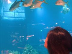 -海棠湾洲际-涛·海底餐厅·美人鱼·自助餐·海底隧道