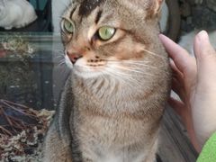 -喵屿·大理花园猫咖