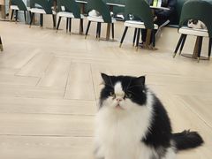 -安格丽娜·狗咖·猫咖羊驼咖(春熙路百盛商场店)