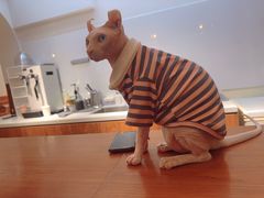 -有猫主题·治愈系猫咖(曾厝垵店)