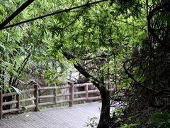 -大屏嶂森林公园