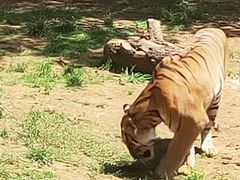 -昆明动物园