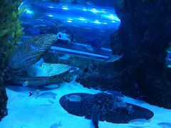 -芜湖新华联大白鲸海洋公园