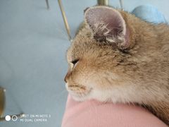 -飞行喵MR PILOT|猫舍·猫咖(静安大融城店)
