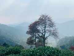 -西湖风景区十里琅珰-五云山