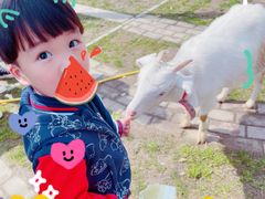 -前小桔亲子创意农场·草莓采摘·露营烧烤