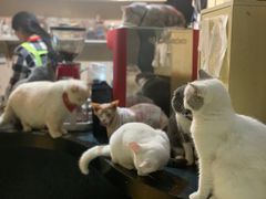-猫色咖啡·猫咖