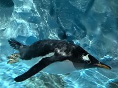 -帝企鹅自助餐厅•儿童岛•真企鹅(长隆企鹅酒店)