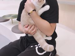 -飞行喵MR PILOT|猫舍·猫咖(静安大融城店)