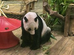 -深圳野生动物园