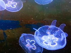 景点-嘉兴海底世界