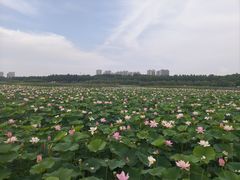 -哈尔滨大剧院