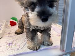 -翊宠yipet猫狗购宠庄园犬舍•猫舍