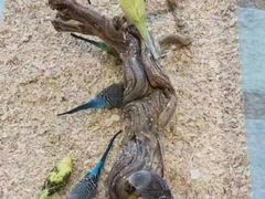 -怪兽屋·羊驼·猫咖·狗咖(俊华广场店)