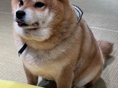 -逗柴咖啡屋·狗咖猫咖宠物桌游