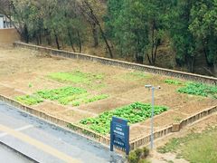 -延安杨家岭革命旧址