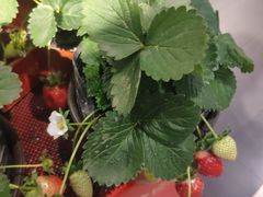 -Olé精品超市(南宁万象城店)
