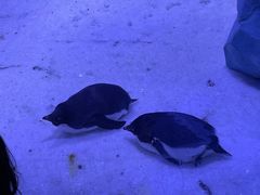 -上海海昌海洋公园