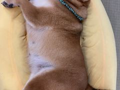 -逗柴咖啡屋·狗咖猫咖宠物桌游