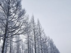 -塞罕坝国家级自然保护区