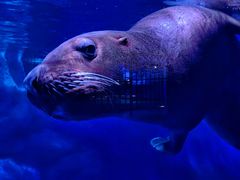 -上海海昌海洋公园-冰山北极馆