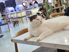 -喵园·猫主题咖啡厅·撸猫·猫咖(国贸店)