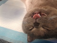 -瑞派名望24h动物医院异宠专科·猫专科·骨科·重症监护分院