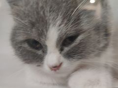 -喵zoo家庭繁育猫舍(尖东智能花园店)