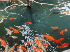 -南宫五洲植物乐园