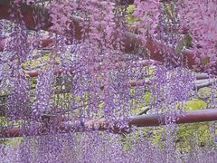 -嘉定紫藤园