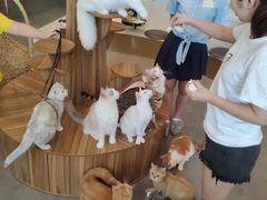 -飞行喵MR PILOT|猫舍·猫咖(静安大融城店)