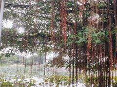 -松山湖风景区松湖烟雨