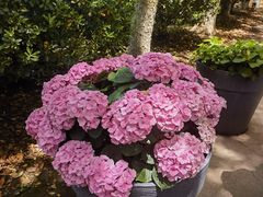 -上海鲜花港