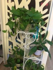 -VON半永久眉学设计