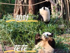 -成都大熊猫繁育研究基地