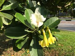 -武吉知马自然保护区