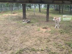 -秦皇岛野生动物园