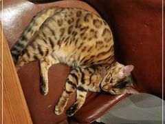 -猫小院猫主题餐厅(三里屯店)