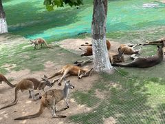 -西霞口神雕山野生动物世界
