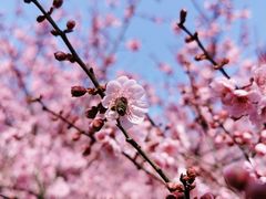 -白塘生态植物园