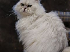 -猫猫幼稚园·撸猫·桌游·电玩