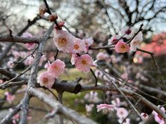 -杭州植物园
