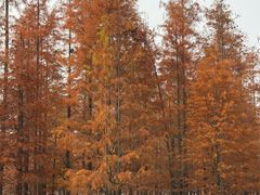 -白鹭湾湿地公园