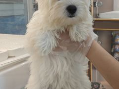 -翊宠yipet猫狗购宠庄园犬舍•猫舍