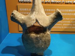 -正佳自然科学博物馆