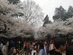 -武汉大学-樱园