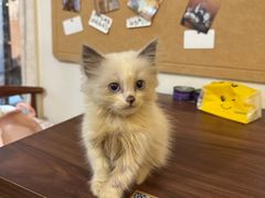 -楼上猫咖(罗湖店)
