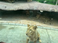 -北京野生动物园