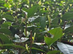 -西湖风景区十里琅珰-五云山