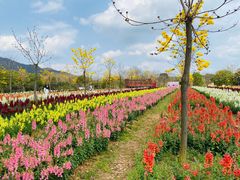 -天适樱花悠乐园